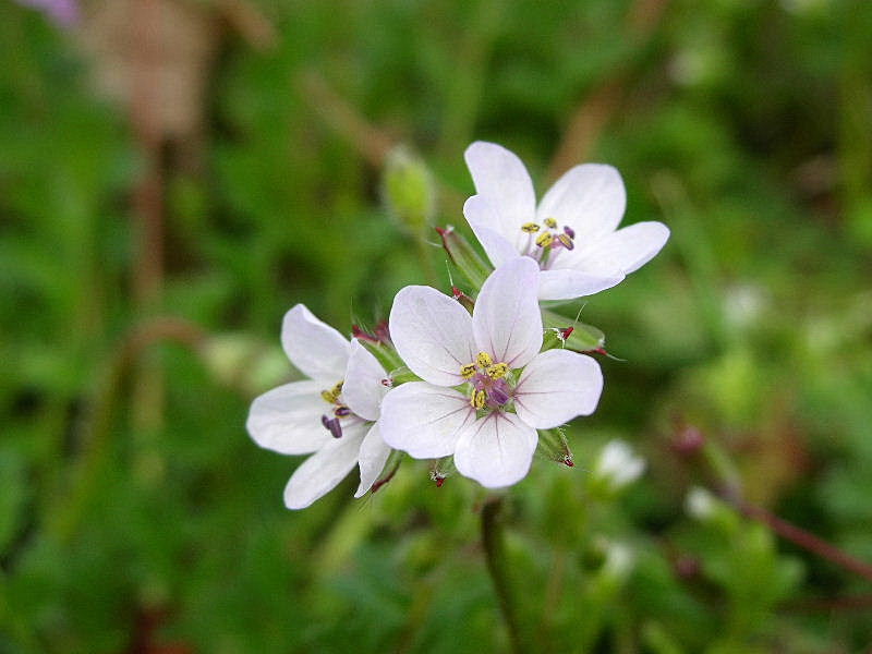 Erodium cicutarium / Becco di gr comune